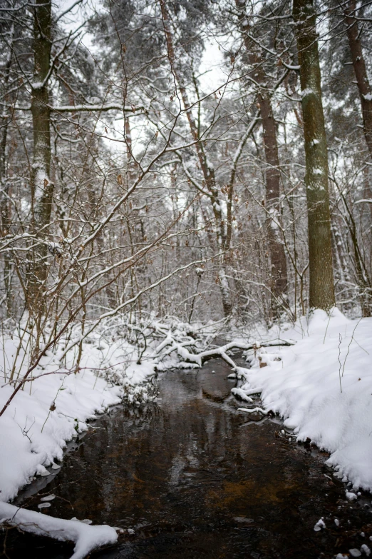 snow covered forest and a creek on a rainy day