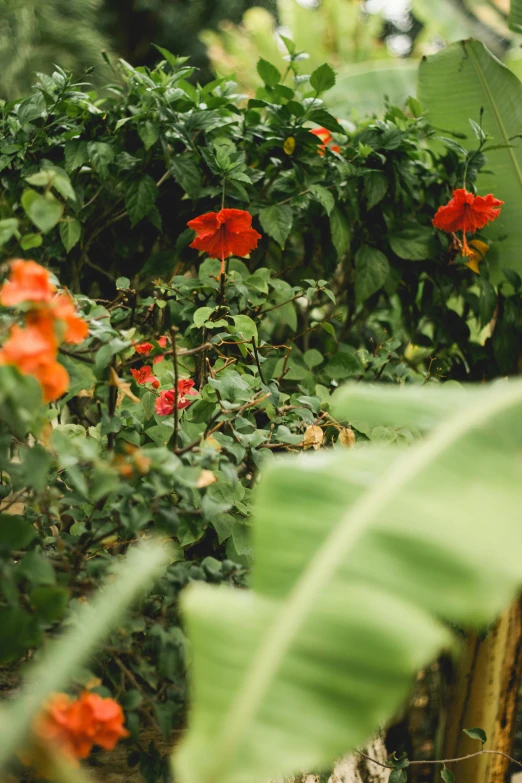 a number of plants and flowers on a field