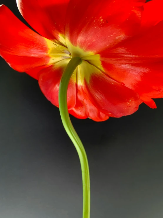 there is a red tulip with a yellow stamen