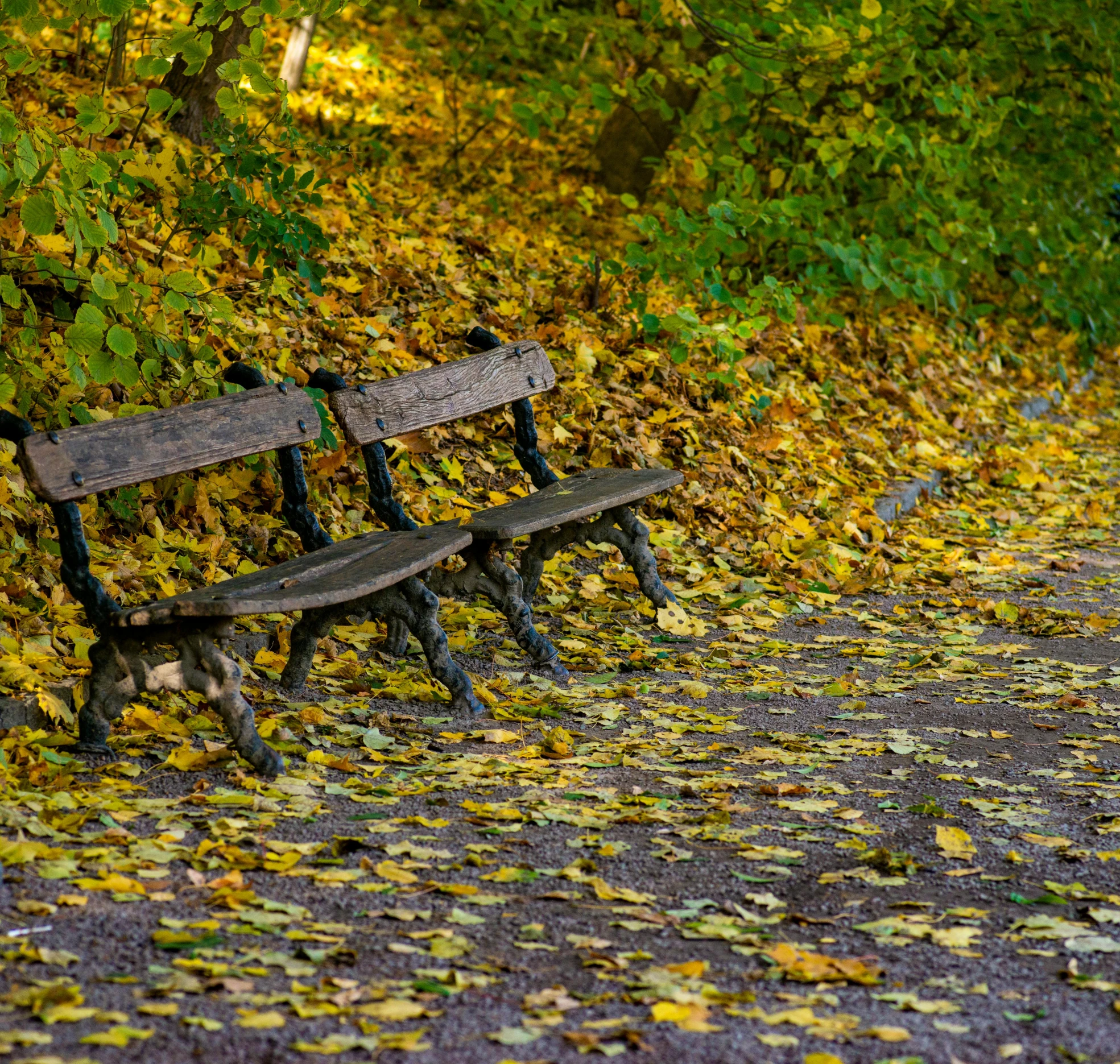 a bench sitting on the side of a trail next to a forest