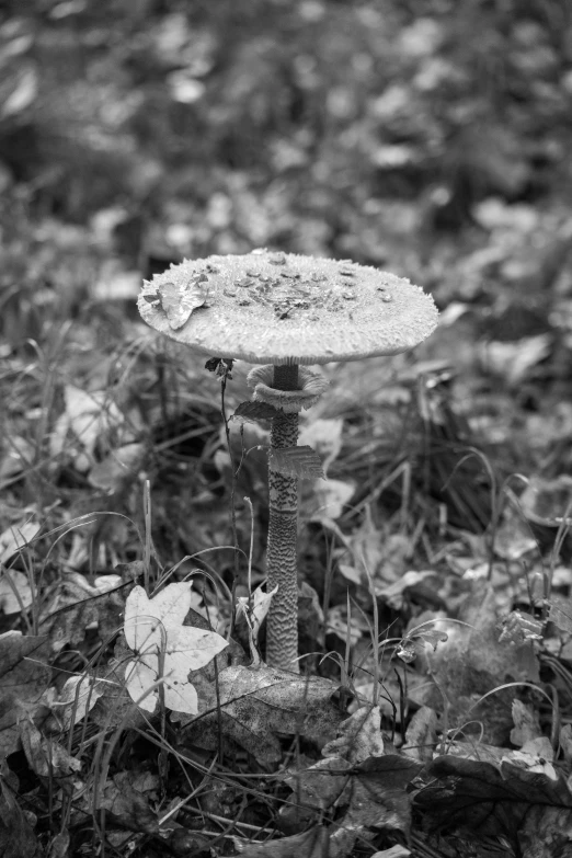 black and white pograph of a mushroom with flower