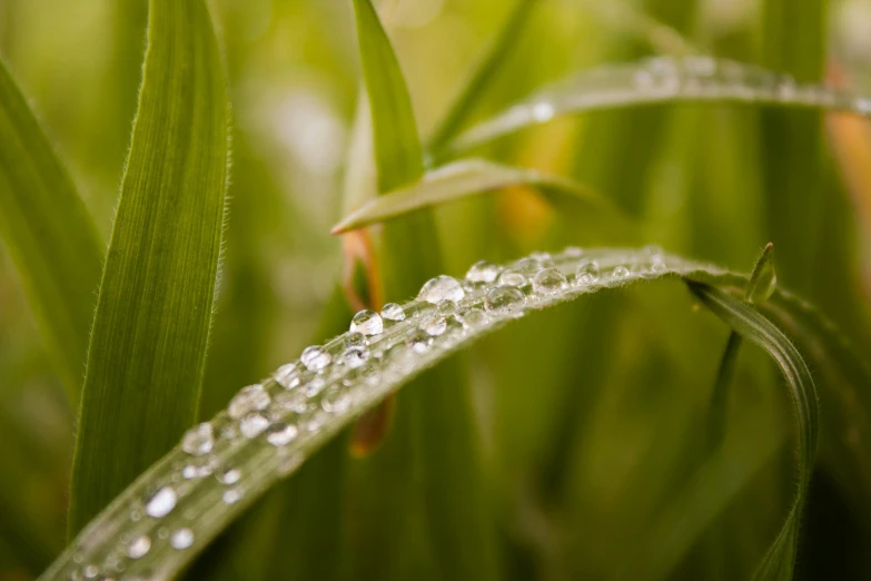 water droplets on the blades of green grass