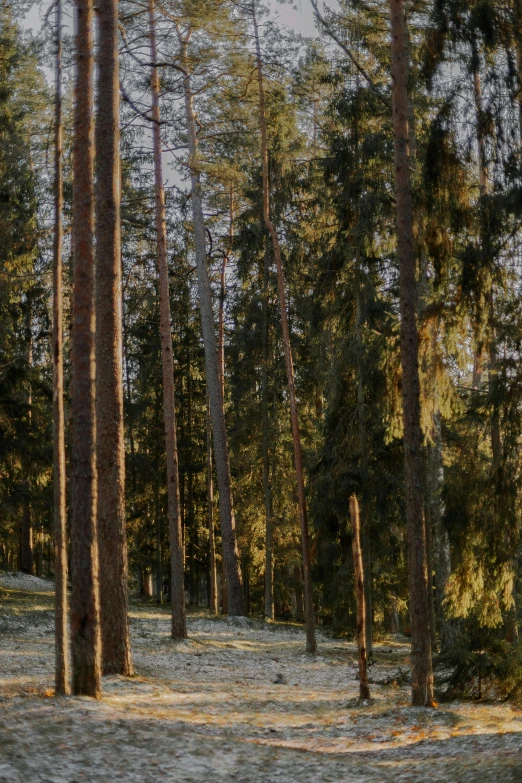 an up close po of trees in the woods