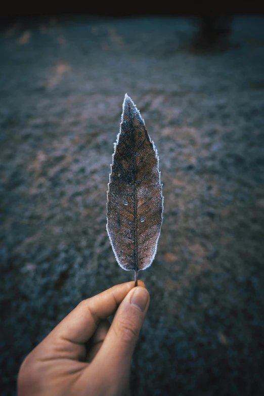 a person holds up a large leaf that is covered in frost