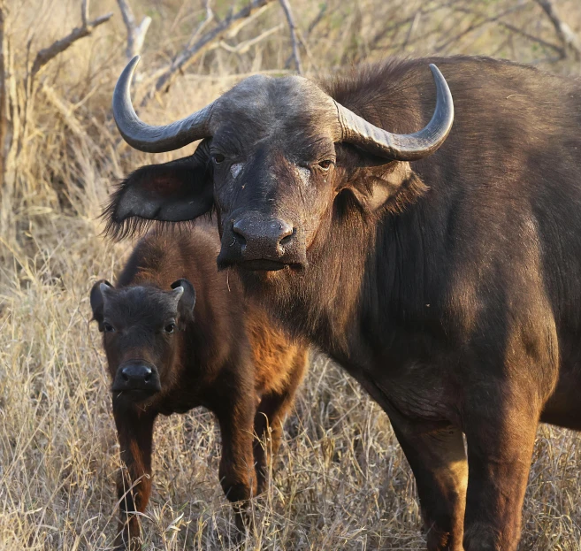 a baby buffalo stands by its mother in the tall grass