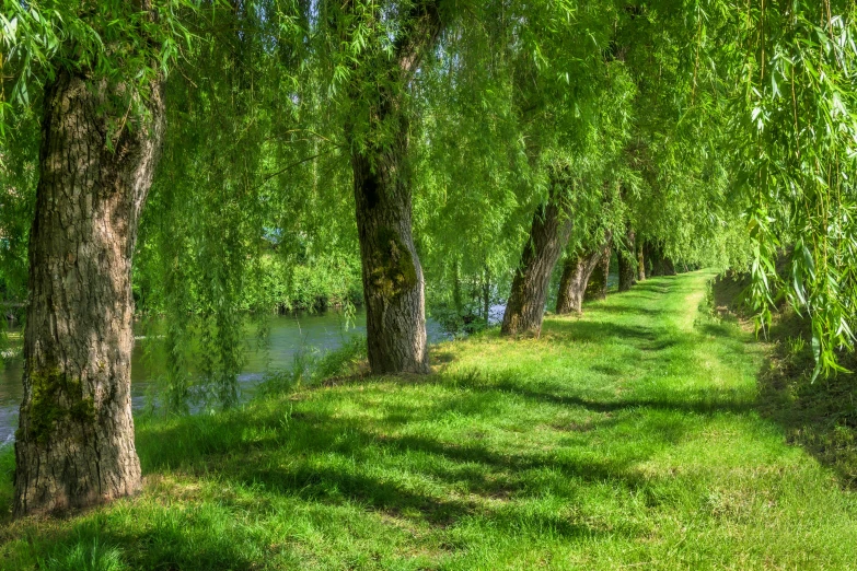 a path is bordered with trees and green grass next to the river