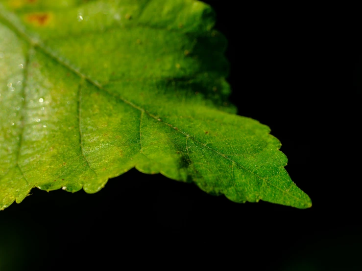 a green leaf with drops of water on it