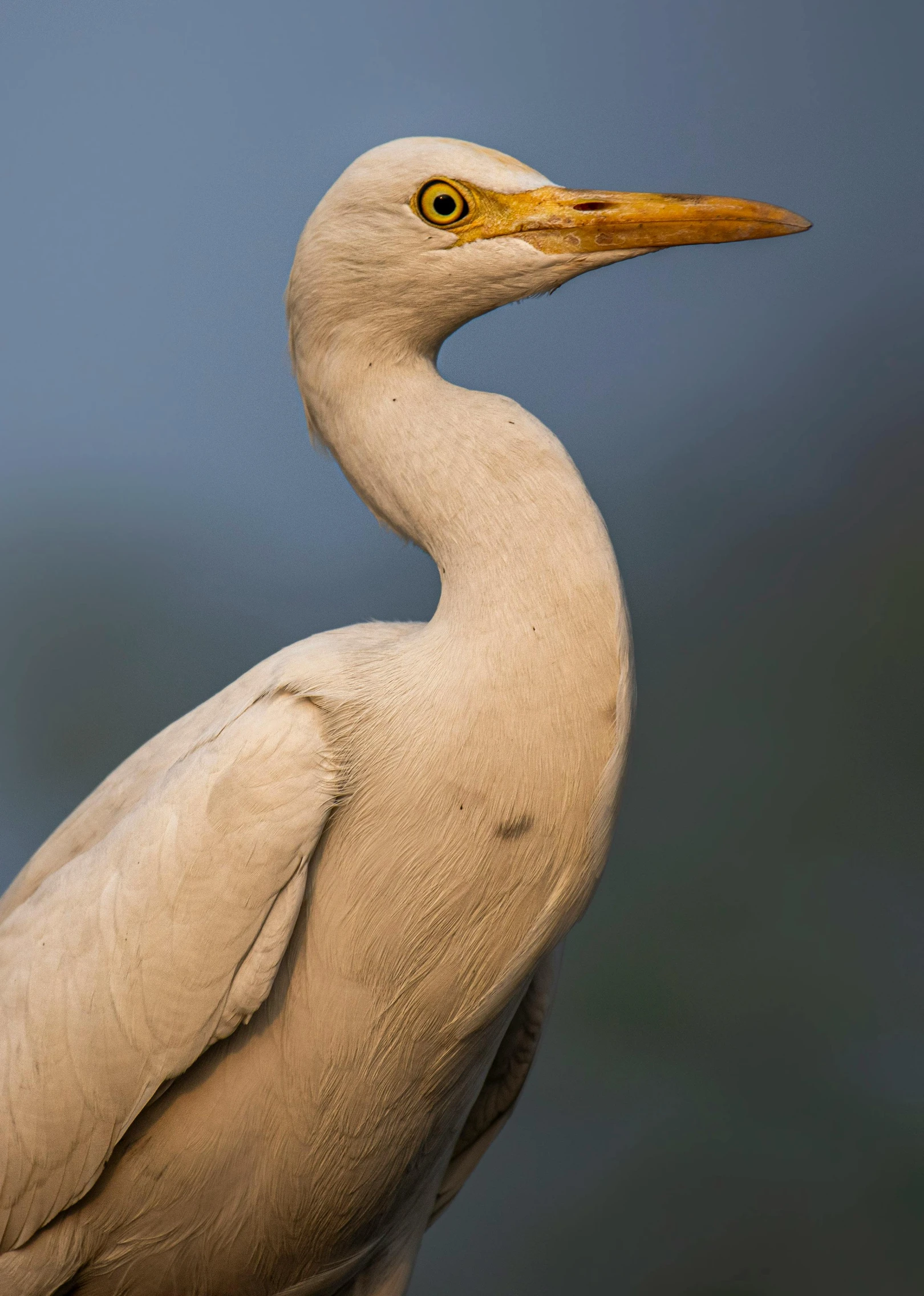 a large bird standing on top of a rock