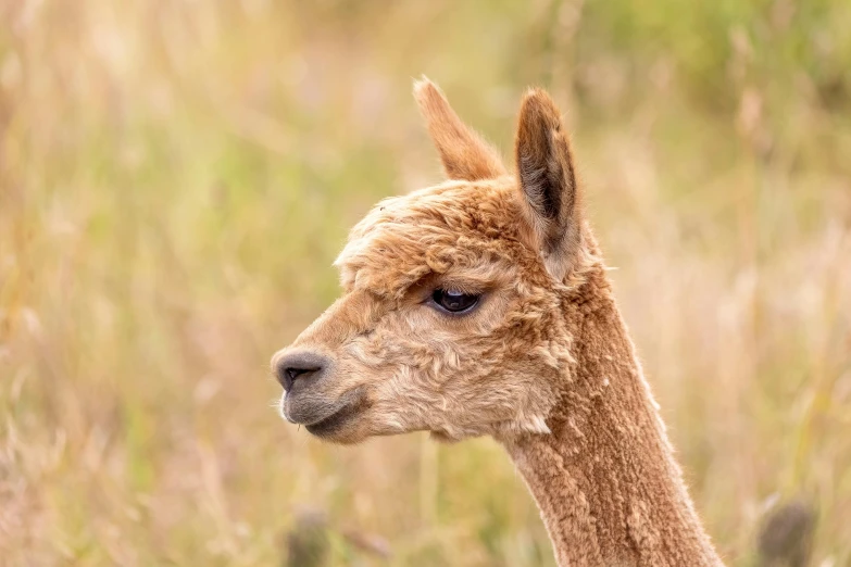 a brown alpaca in tall grass looks forward