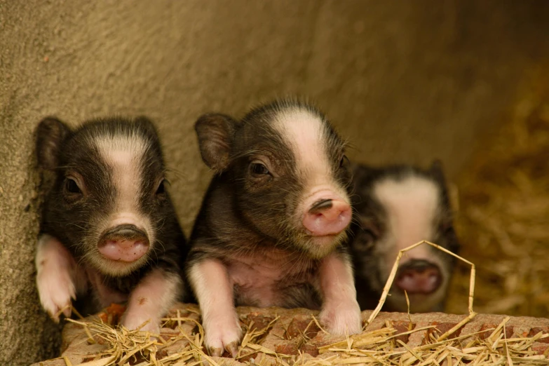 three pigs are sitting close together in a straw