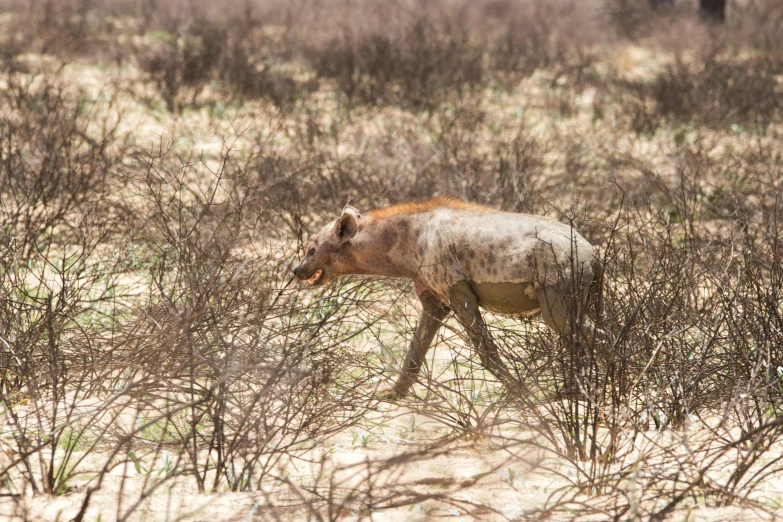 a cow walking through the brush in a desert