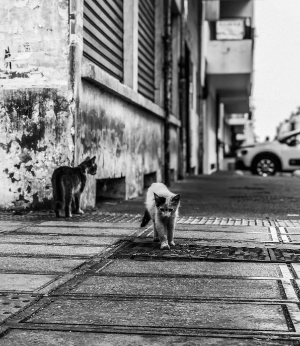 there are two cats that are walking near the side walk