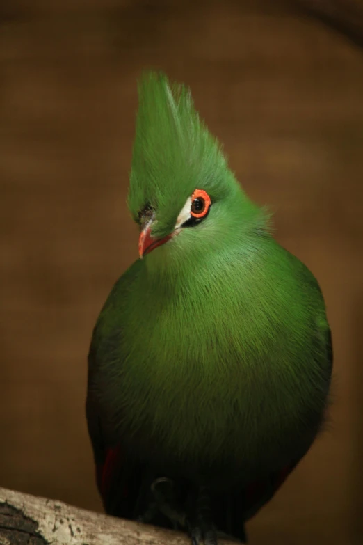 a small green bird with bright orange eyes and an orange tipped beak