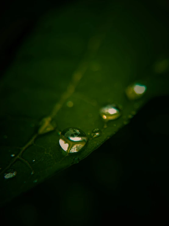 rain drops sit on a leaf in this pograph