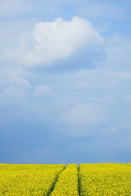 the sky has clouds and some grass