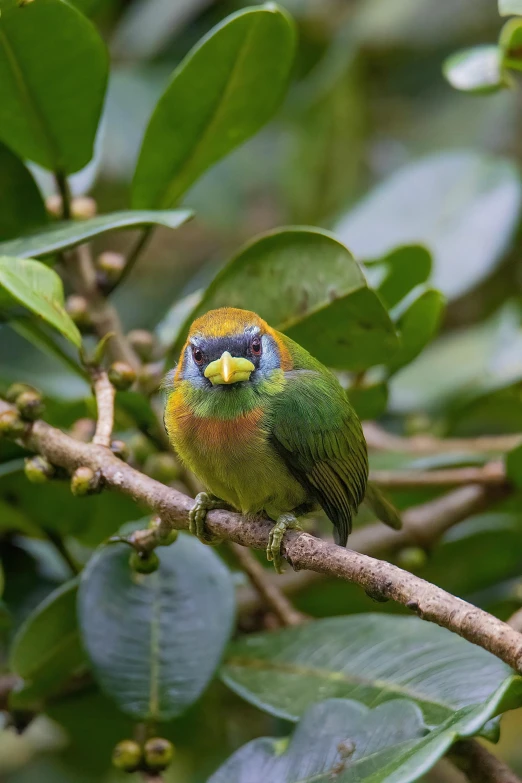 a green bird sits on a nch surrounded by leaves