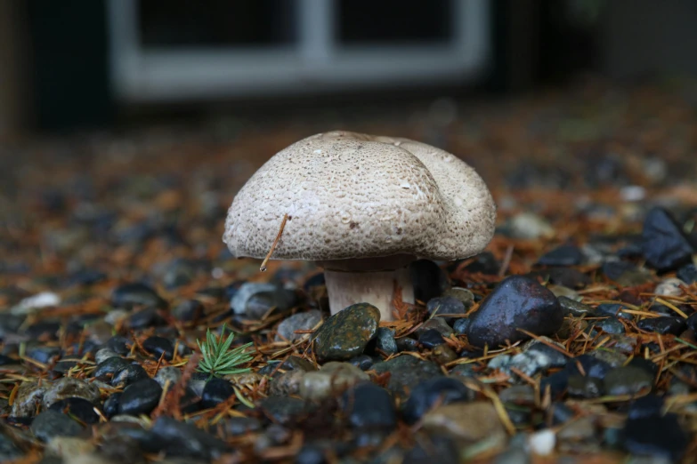 a mushroom with white fungus on it sitting on top of leaves