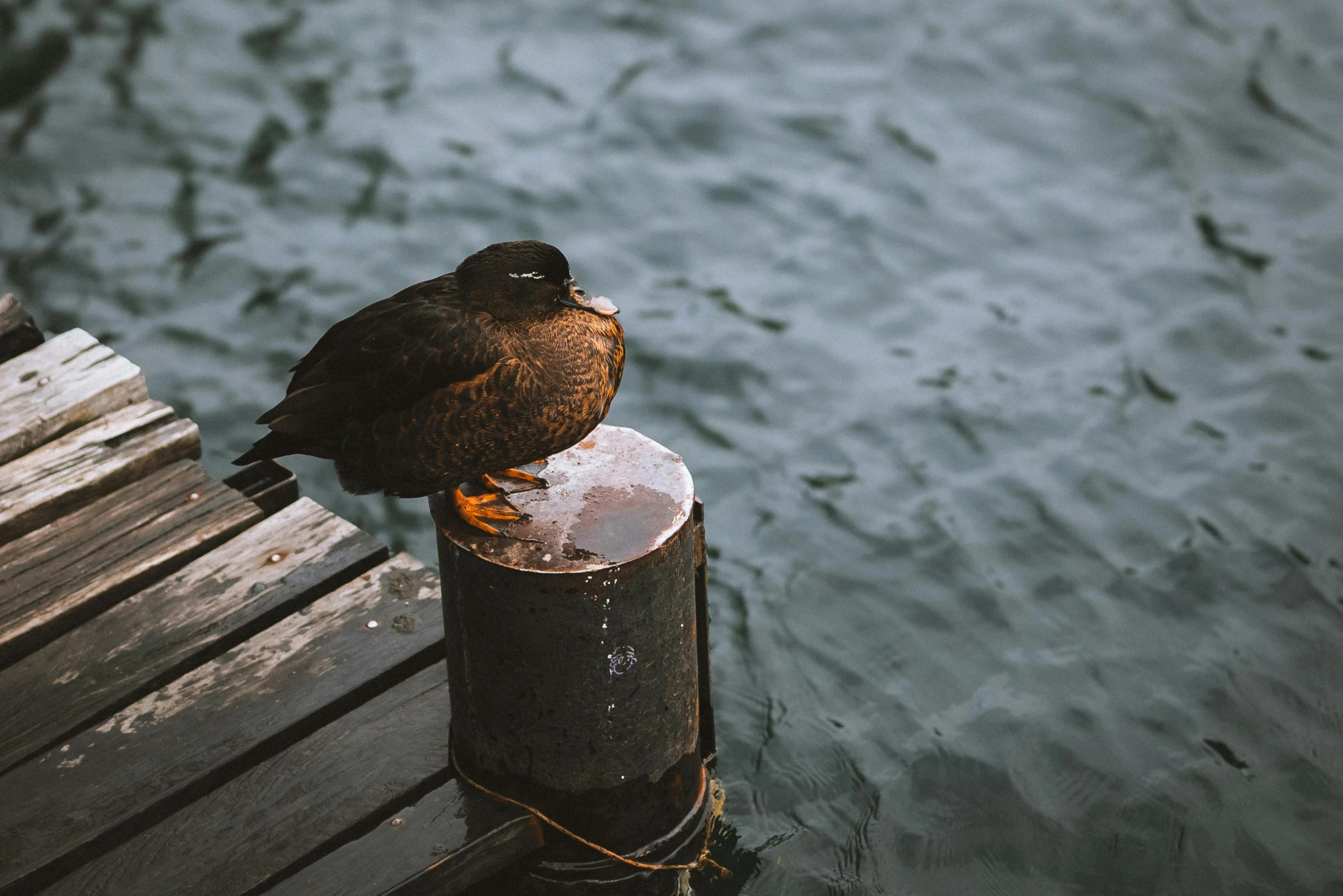 an image of bird sitting on a post next to water