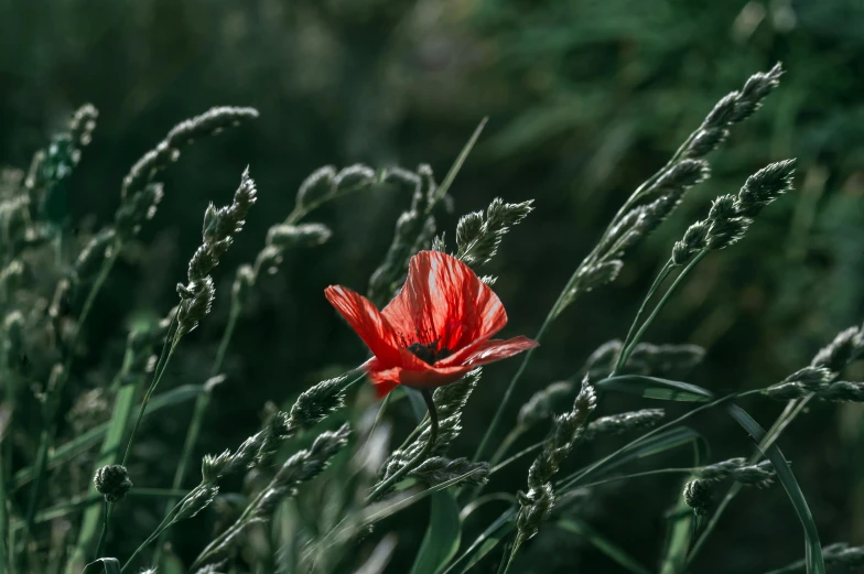 there is a flower in the middle of the grass