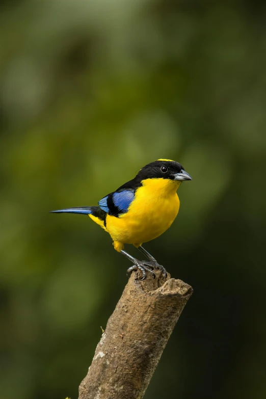 a yellow and blue bird sits on a nch