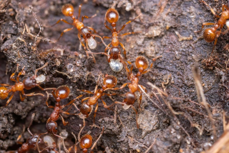 several brown ants crawling on the ground next to each other