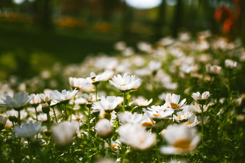 a field full of white flowers sitting in the sun