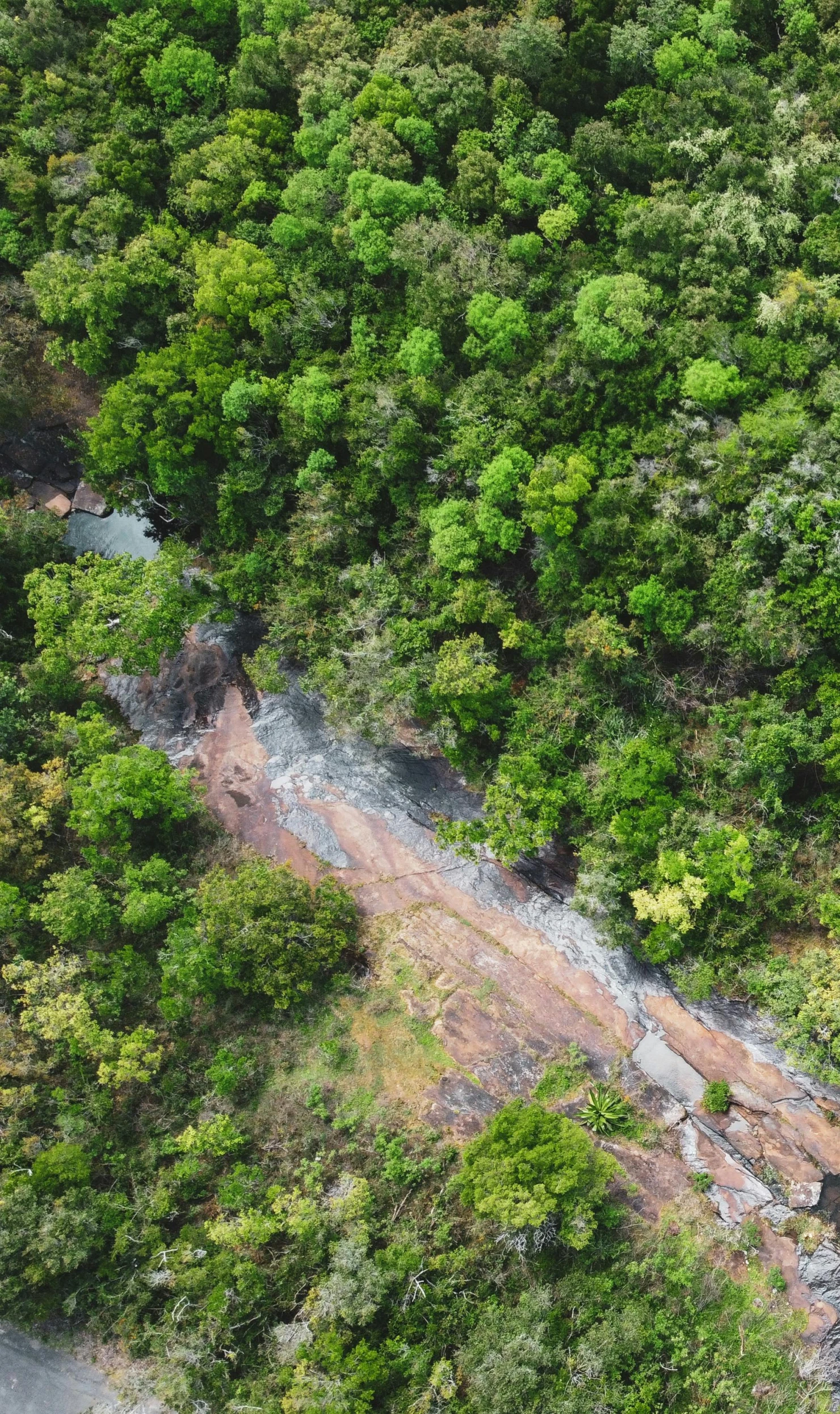 an aerial view of a jungle area