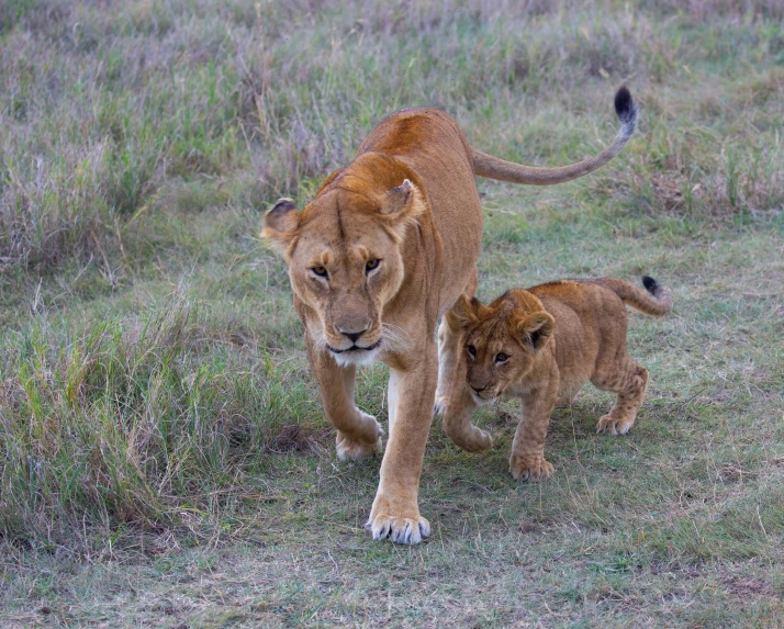 two lions walk next to each other in the field