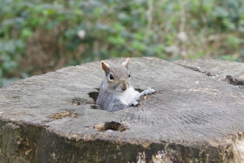 squirrel standing in hole next to tree stump