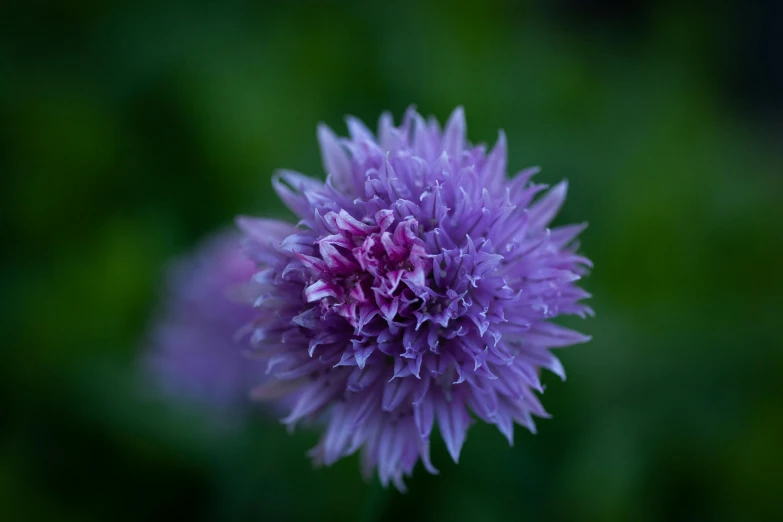 the purple flower is growing through the field