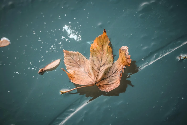 a leaf floating on the surface of a body of water