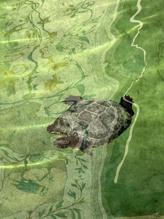 a bird swimming in green, muddy water