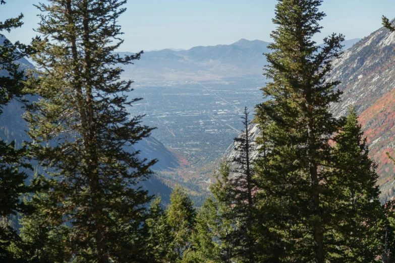 trees with mountains in the distance and buildings below