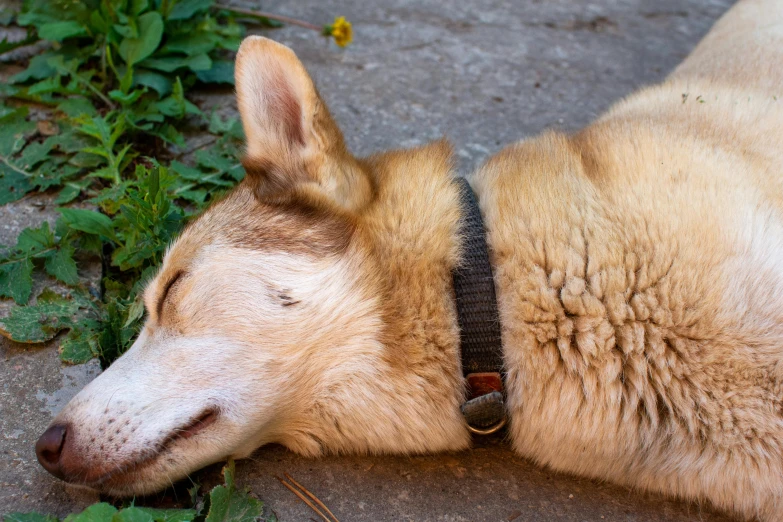 the dog is sleeping on the sidewalk in the dirt