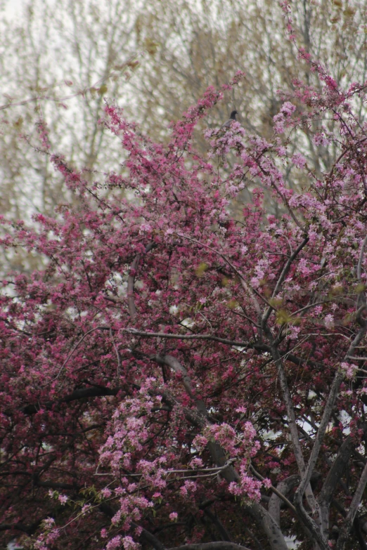 a small tree with some purple flowers in it