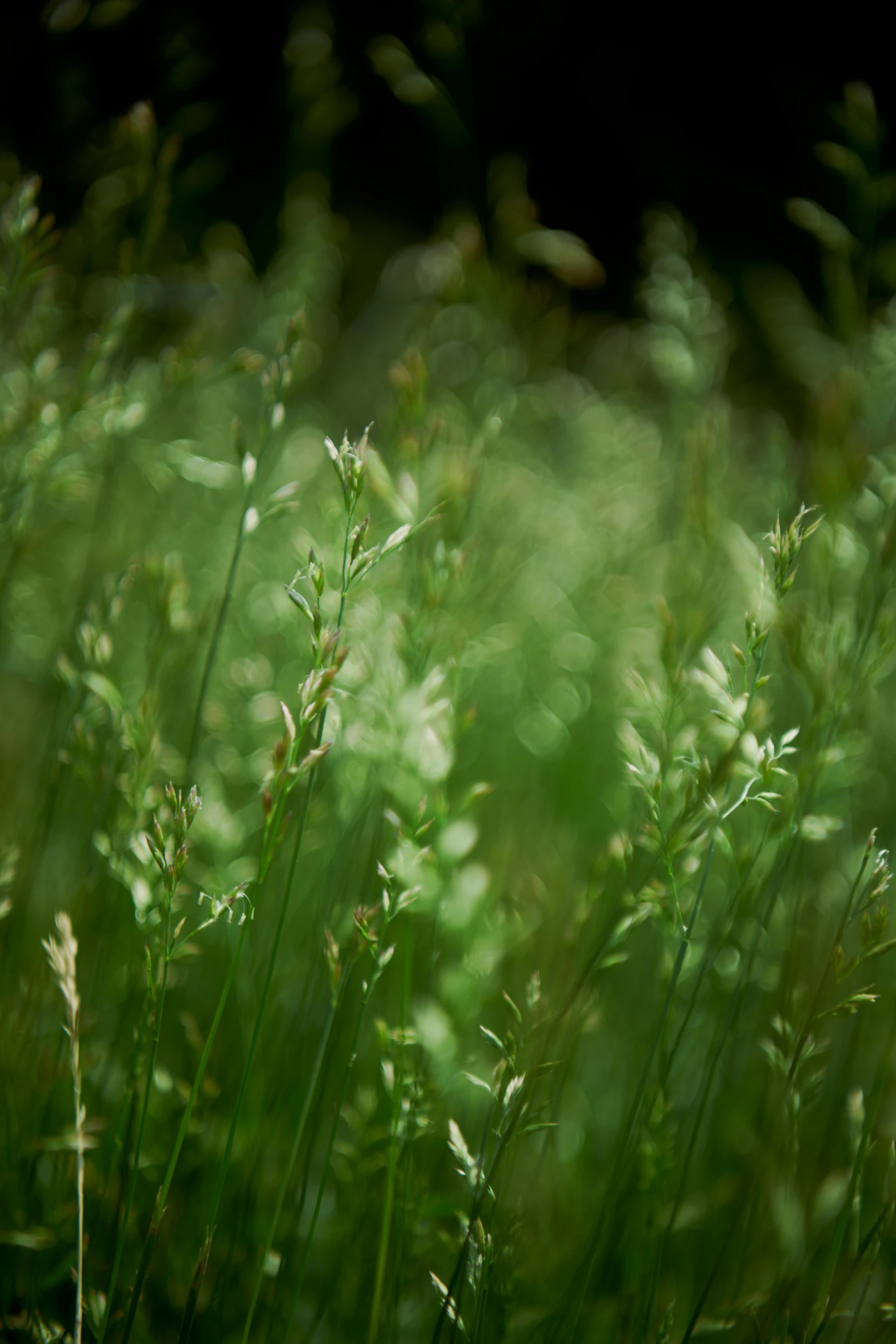 a grassy meadow is shown in soft focus