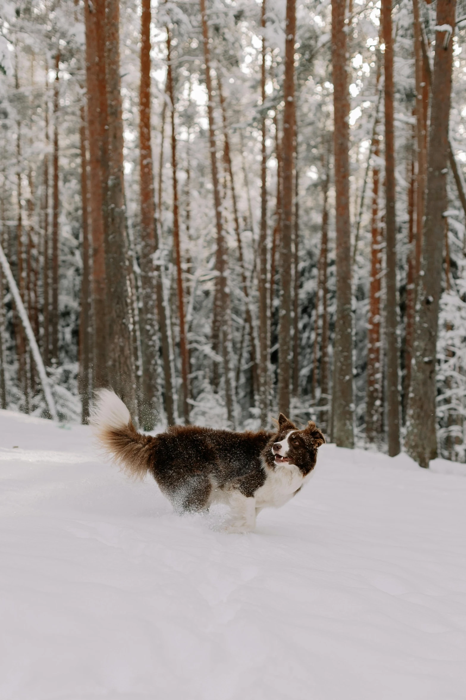 an alaska husky running in the snow with trees in background