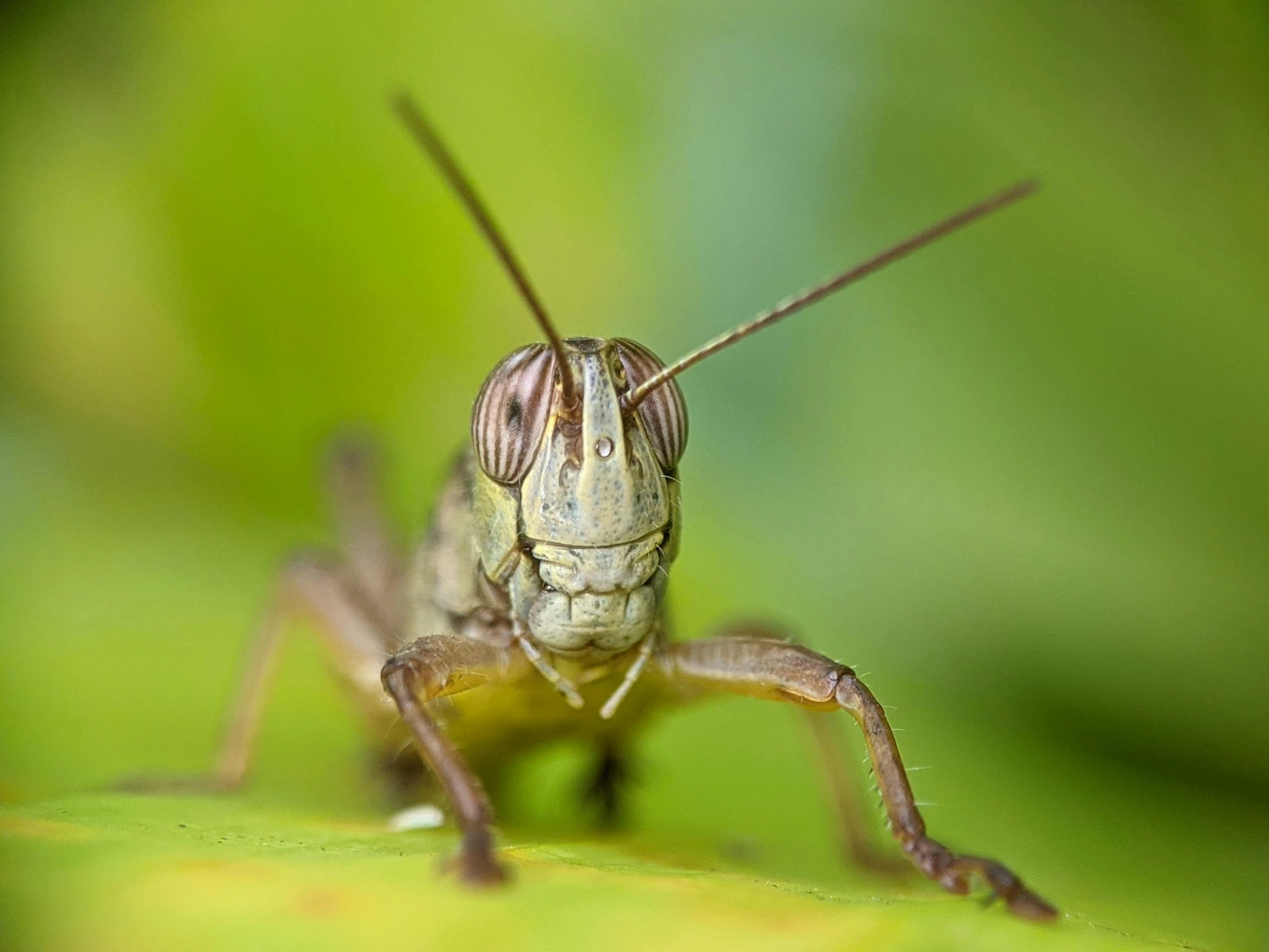 a close up of a bug on a leaf