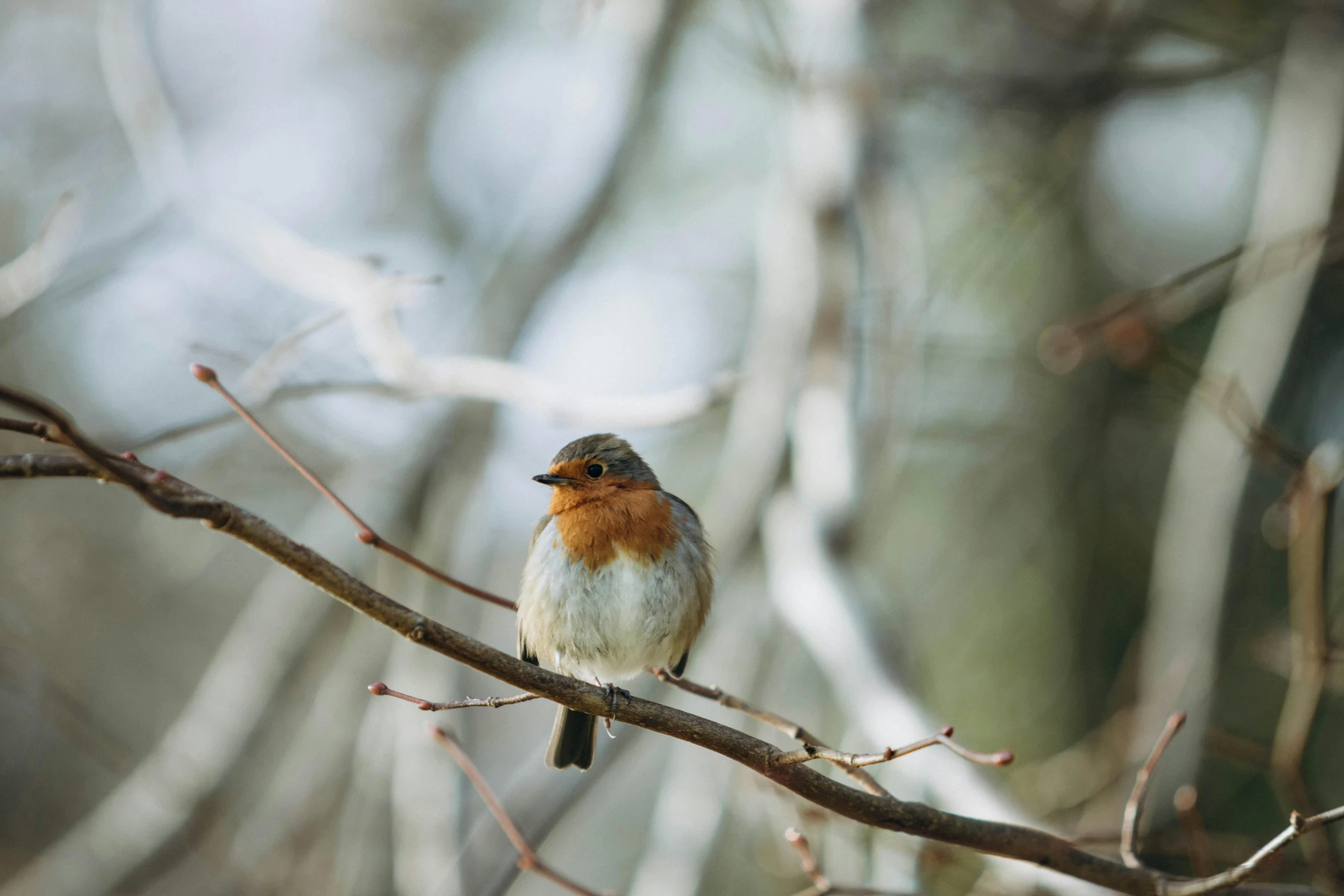 small bird sitting on a tree nch with its head turned