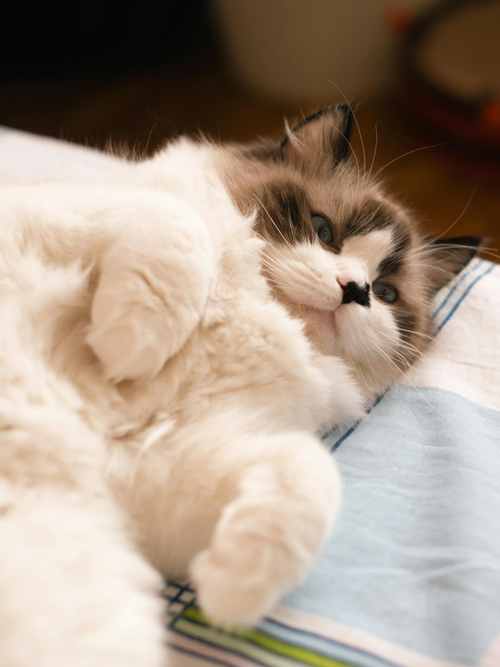 a cat is laying down on a blanket