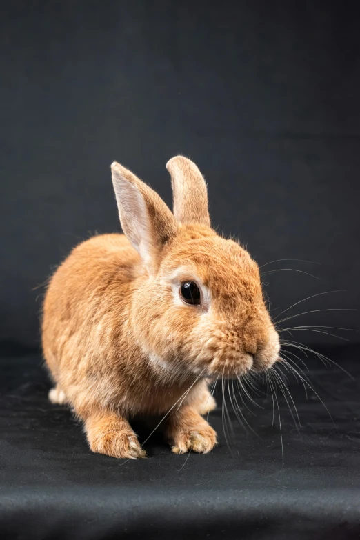 a light brown bunny rabbit on a black surface