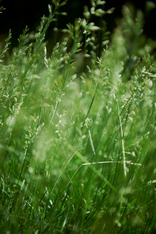closeup of grass with the sun shining down on the nches