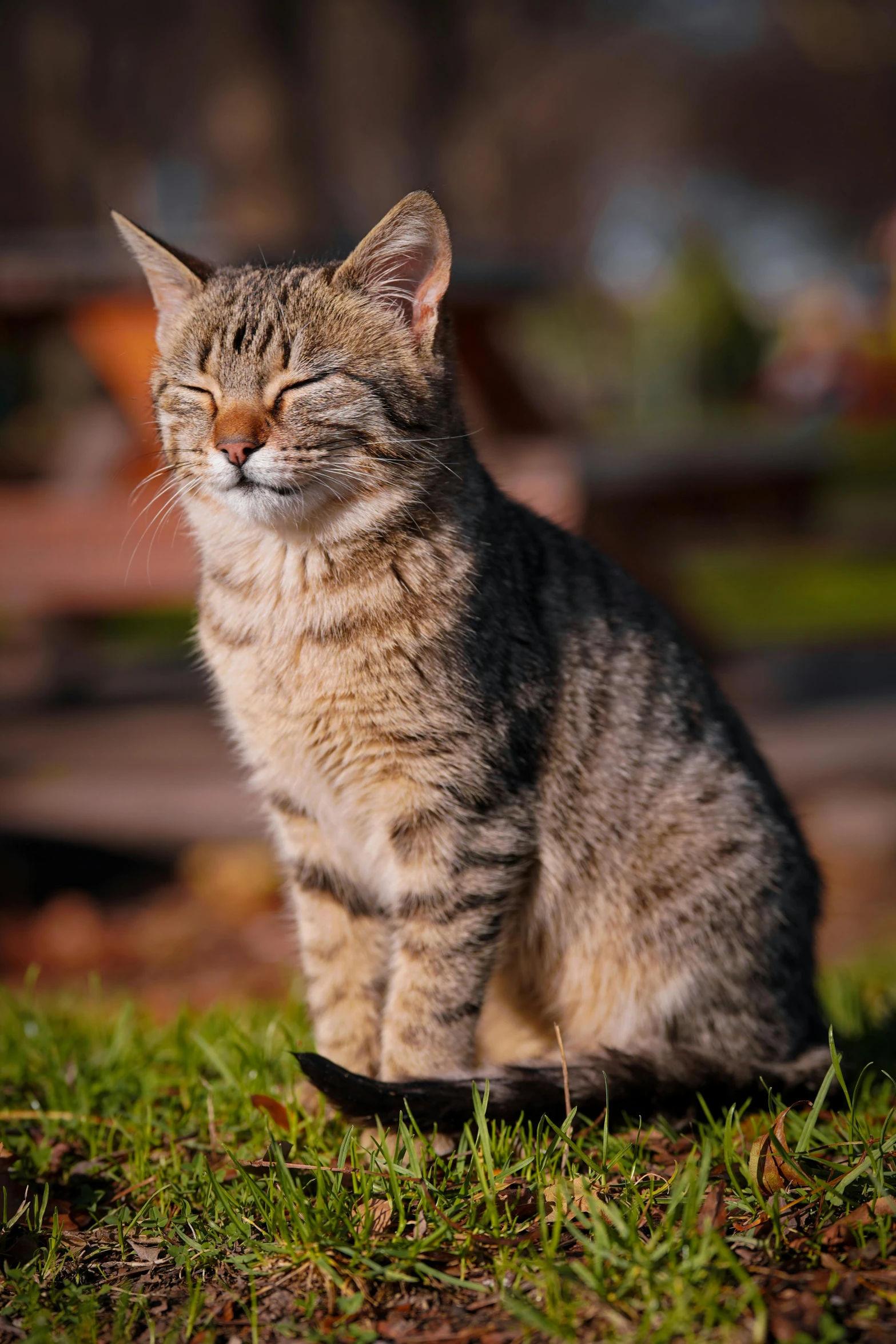 a cat that is sitting down in the grass