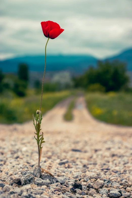 a single red flower sticking out of the sand