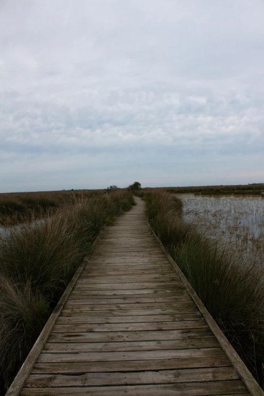 a wooden pathway going through marshy plants