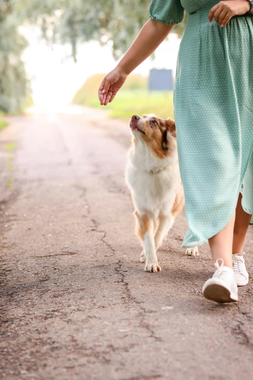 the small dog is walking along the path