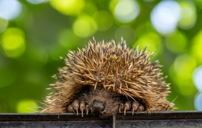 a close up of a hedgehog with no fur on it