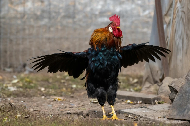 a rooster is standing and spreading its wings