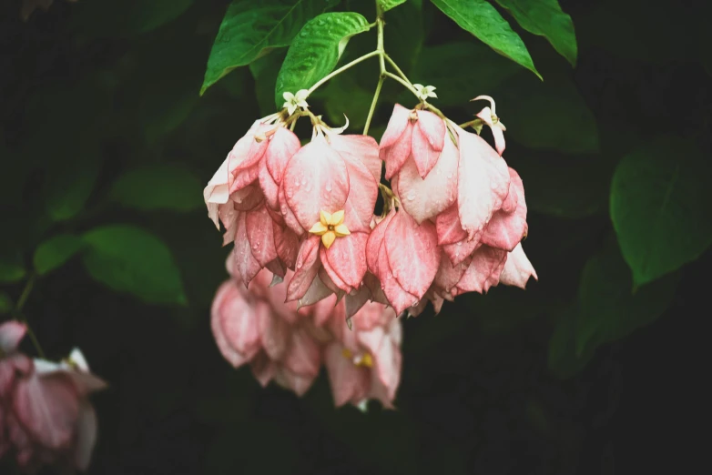 flowers on the green leaves of a tree