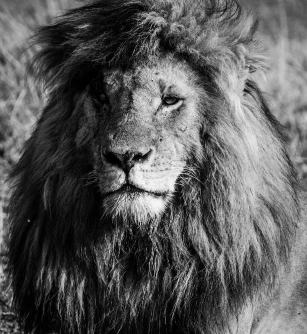 a lion is looking straight ahead while lying down